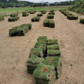 湖南草皮，廣東草皮，湖南馬尼拉草皮，湖南草坪，廣東草坪