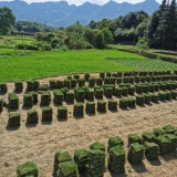 深圳草皮，广州草皮，东莞草皮，广东各类草皮批发