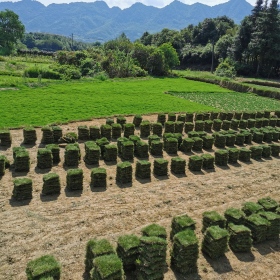 深圳草皮，廣州草皮，東莞草皮，廣東各類草皮批發(fā)