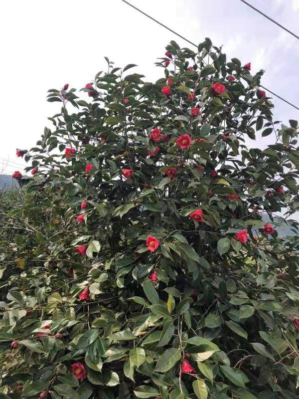 紅花油茶樹(shù)