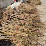 出售占地桃树，哪里有卖占地桃树的市场