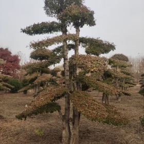 对接白蜡价格对接白蜡基地对接白蜡产地