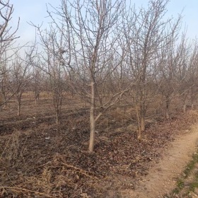 梨树价格梨树产地梨树基地