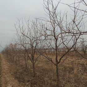 枣树价格枣树基地枣树苗枣树产地