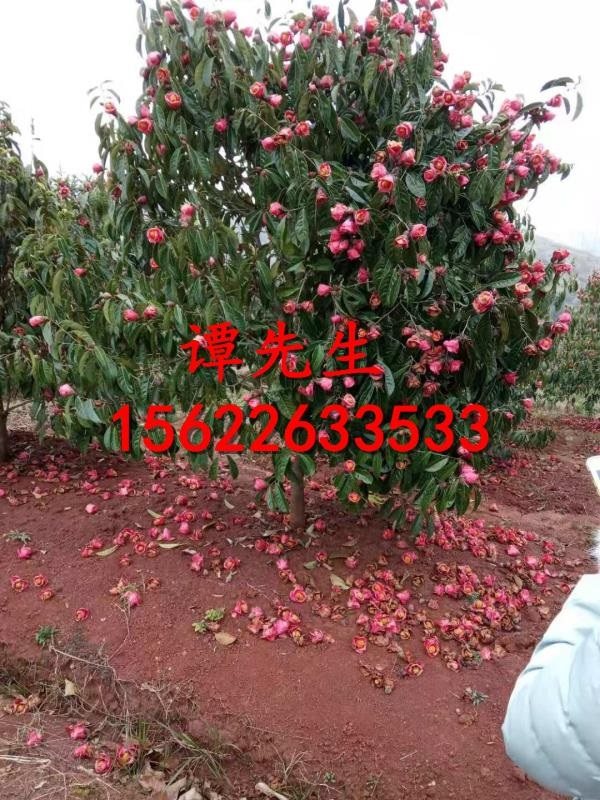 紅花油茶樹(shù)