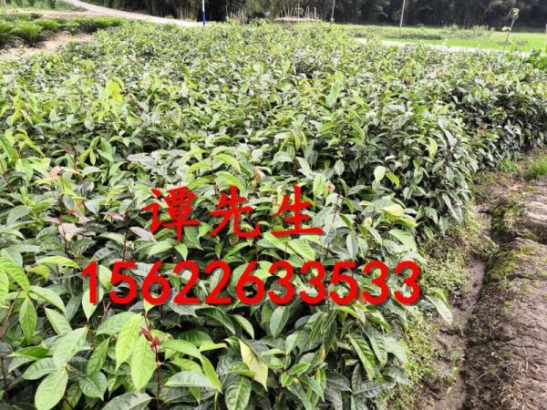 紅花油茶樹(shù)