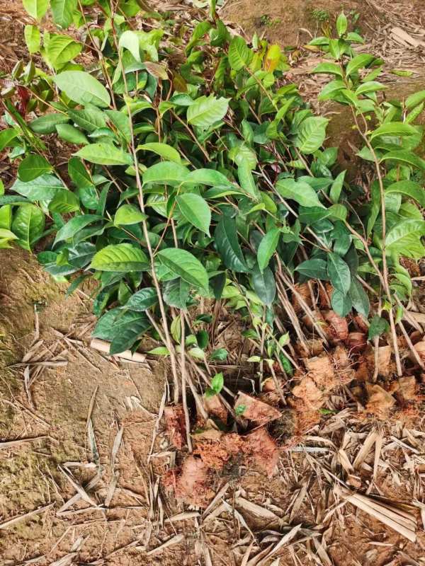 紅花油茶樹(shù)