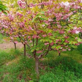 贵州樱花价格 10公分樱花 12公分樱花树产地价格