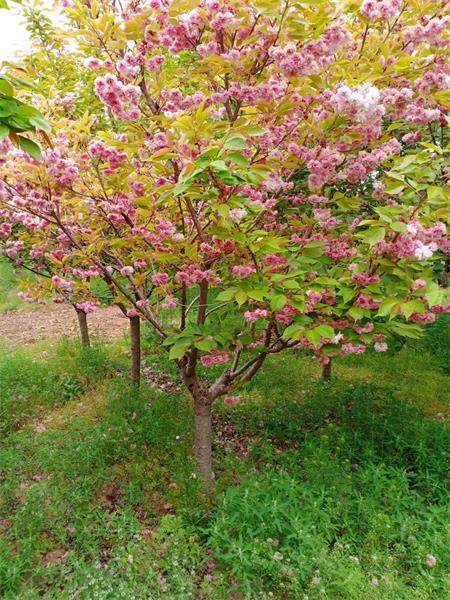 樱花树