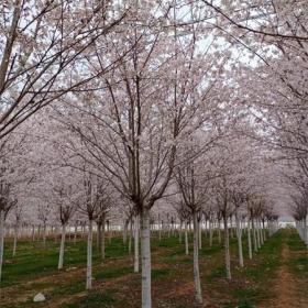 湖南樱花树市场 8公分 10公分 12公分樱花树开花季节