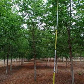 原生杆早樱基地 12公分早樱供应 12公分早樱开花季节