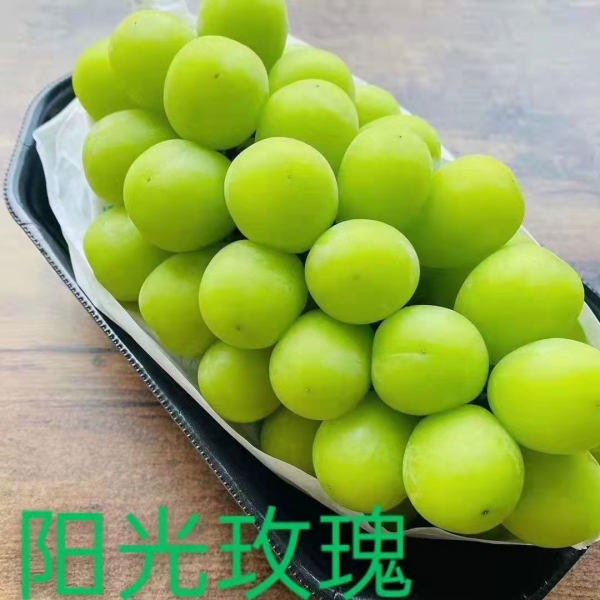 陽(yáng)光玫瑰葡萄苗