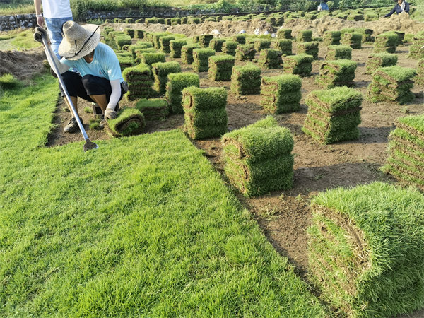 马尼拉草皮