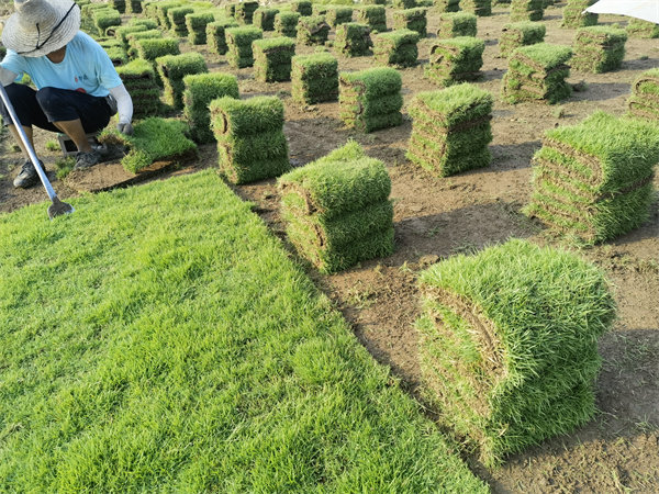 馬尼拉草皮