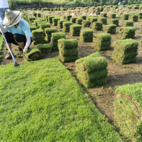 供應(yīng)貴州馬尼拉草卷云南馬尼拉草卷江西馬尼拉草卷湖南馬尼拉草卷