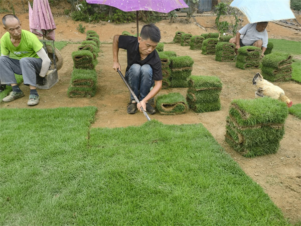 马尼拉草卷