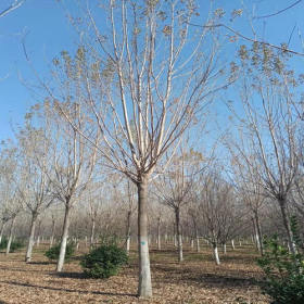 速生白蜡出售 规格15-18-20cm3年冠产地行情