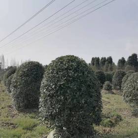 四川成都桂花基地出售好树形的桂花球 桂花笼子