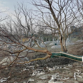 四川蓝花楹绿化苗木产地