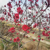 4公分紅花碧桃.碧桃產(chǎn)地，8公分碧桃