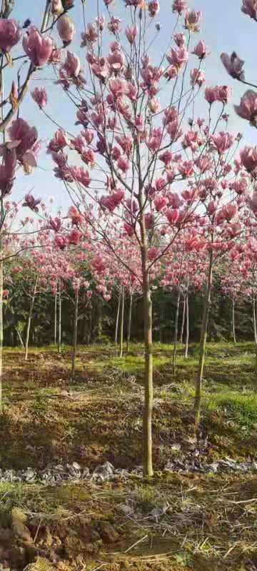 紅花玉蘭苗木報(bào)價(jià)