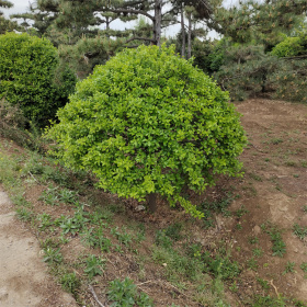 东北附近的卫矛球市场，东北什么季节栽种卫矛球成活率高