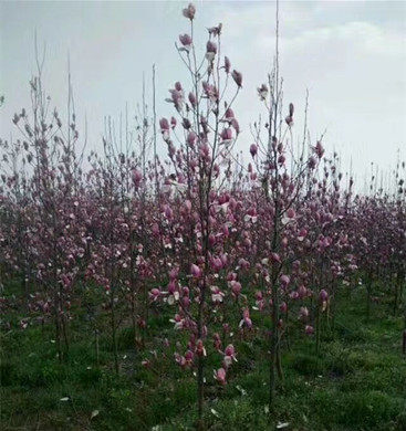 苗木地-红玉兰价