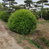 北方扶芳藤球产地，北方的扶芳藤球产地是哪里