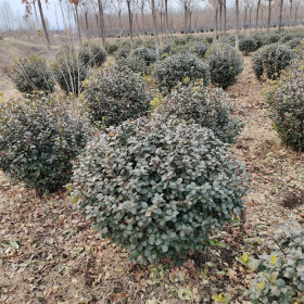 我想买冠幅60扶芳藤球哪里有卖，山东扶芳藤球基地哪里有