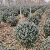 四川四季常青扶芳藤球出售，四川哪里有綠化苗木扶芳藤球出售