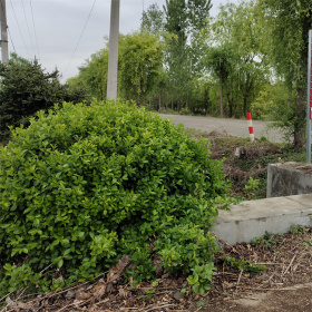 湖北的扶芳藤球基地在哪，北方卖扶芳藤球的市场在哪里