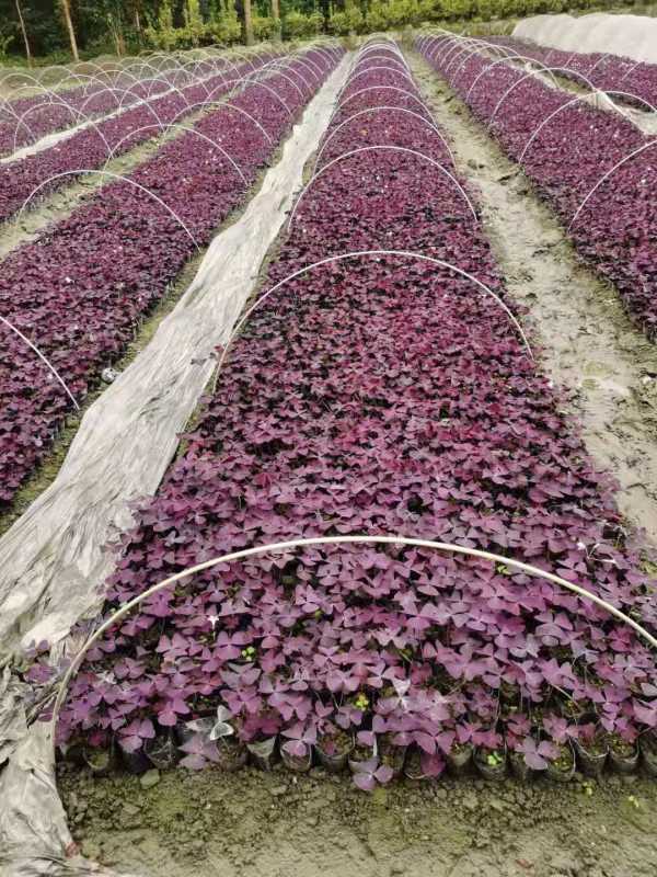 紅花醡漿草