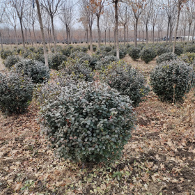 扶芳藤球的修剪，湖北扶芳藤球基地