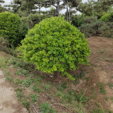 江苏卖冠幅80公分扶芳藤球的地方，新疆扶芳藤球基地