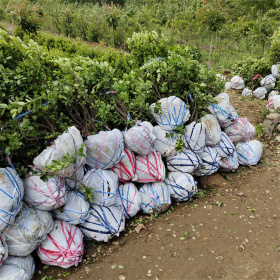 哪里有卖冠幅100公分的扶芳藤球，冠幅一米的扶芳藤球报价