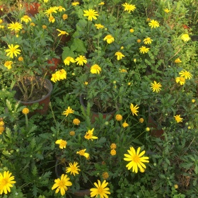 成都木春菊基地批发 木春菊菊草花杯苗现货