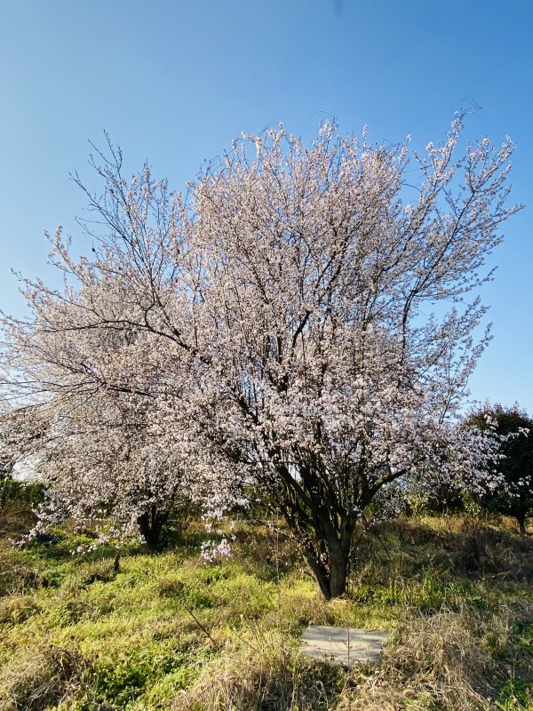 红叶李