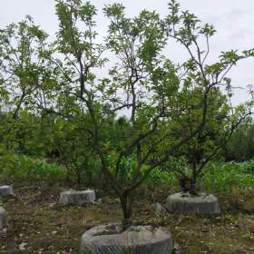 成都香泡基地直销 成都柚子树现货批发