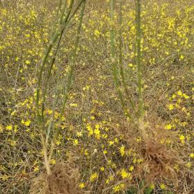 兩年迎春花40高度。兩年迎春苗圖片，江蘇兩年迎春花價格基地