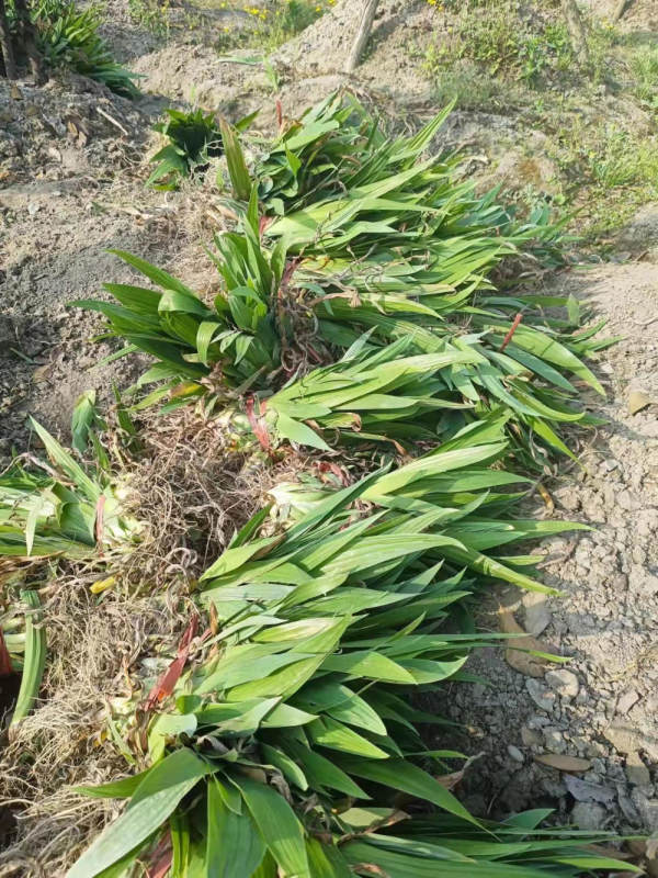 藍(lán)花鳶尾