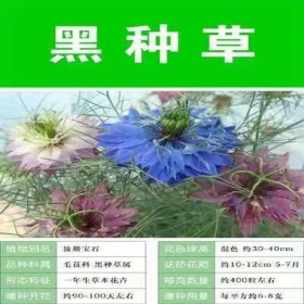 开蓝花的黑种草 飞燕草 二月兰 生香草 兰香芥种子包邮寄