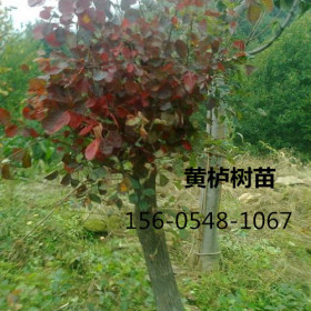 供應(yīng)8-9-10-12公分黃櫨樹苗黃櫨報(bào)價(jià)