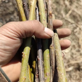 沈阳大量供应蒿柳种段种苗种条种穗蒿柳养柞蚕蒿柳养蚕