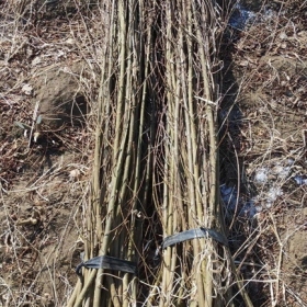 萬村農(nóng)業(yè)沈陽大量蒿柳苗種段種條蒿柳養(yǎng)蠶種條100萬段