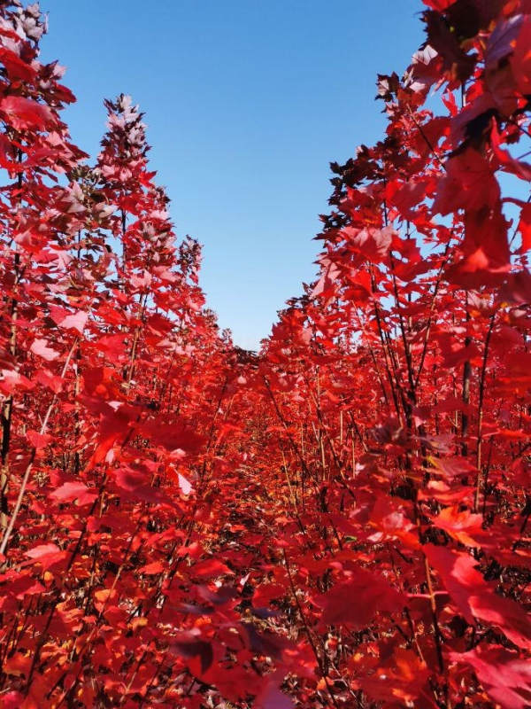 紅冠紅楓