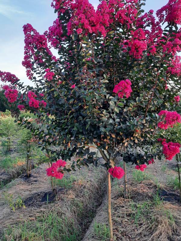 紅楓箭、天鵝絨紫薇