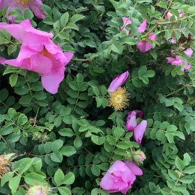 我家年年种植落叶花灌木红刺莓黄刺玫