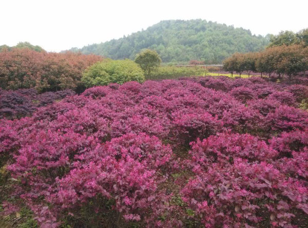 紅花繼木