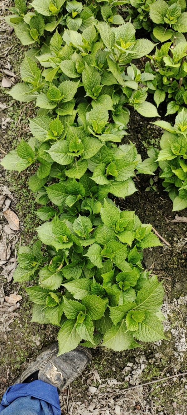 繡球八仙花