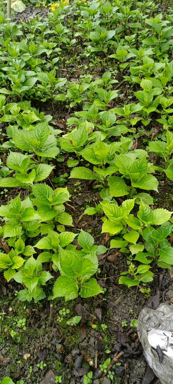 繡球八仙花